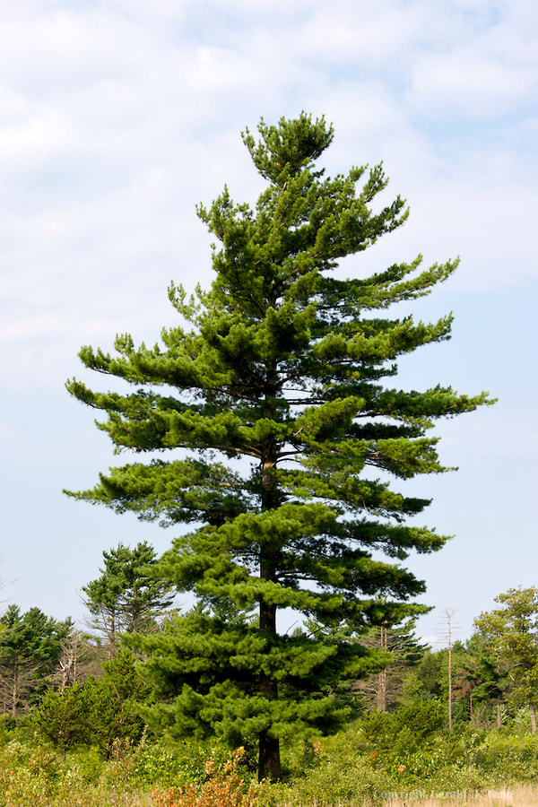 Pinus strobus (eastern white pine) description